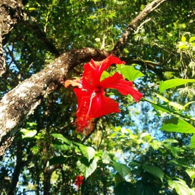 BD_Flowers_4