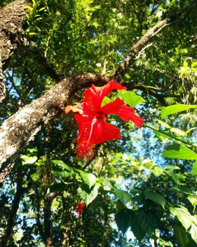 BD_Flowers_4