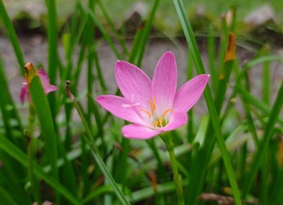 BD_Flowers_5