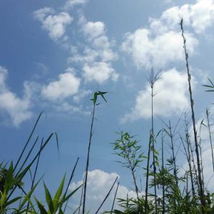 BD_Sky
