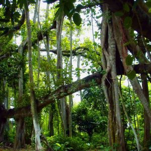 Sus-Forests_1