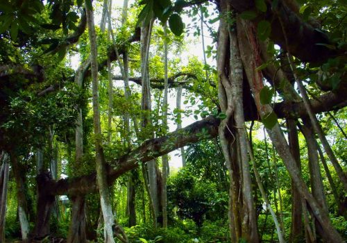 Sus-Forests_1